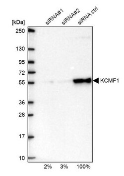 anti-KCMF1, Polyclonal, Novus Biologicals 0.1mL; Unlabeled:Antibodies,